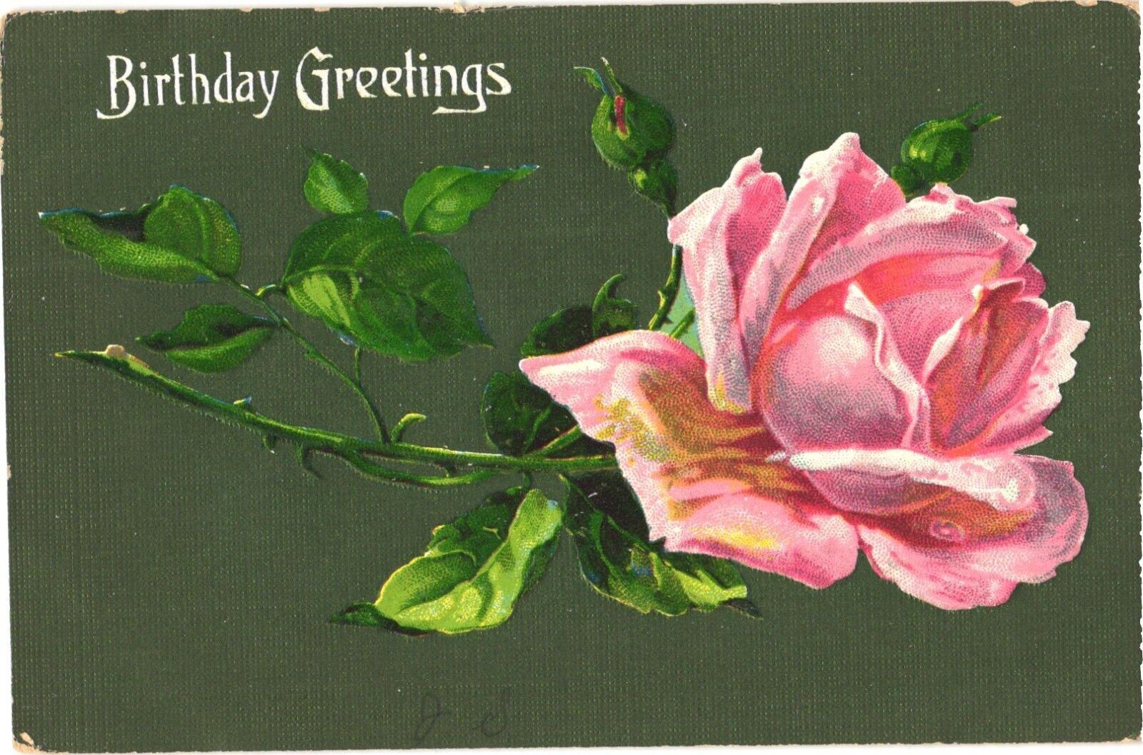 Birthday Greetings, Beautiful Pink Rose Greetings Postcard
