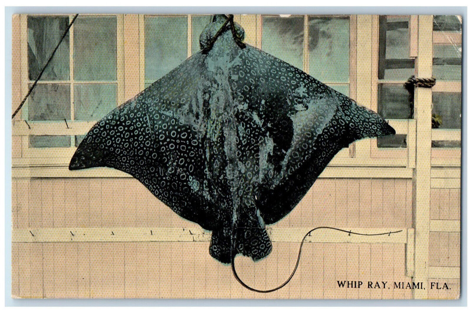 1913 Whip Ray Window View Miami Florida FL Posted Antique Postcard