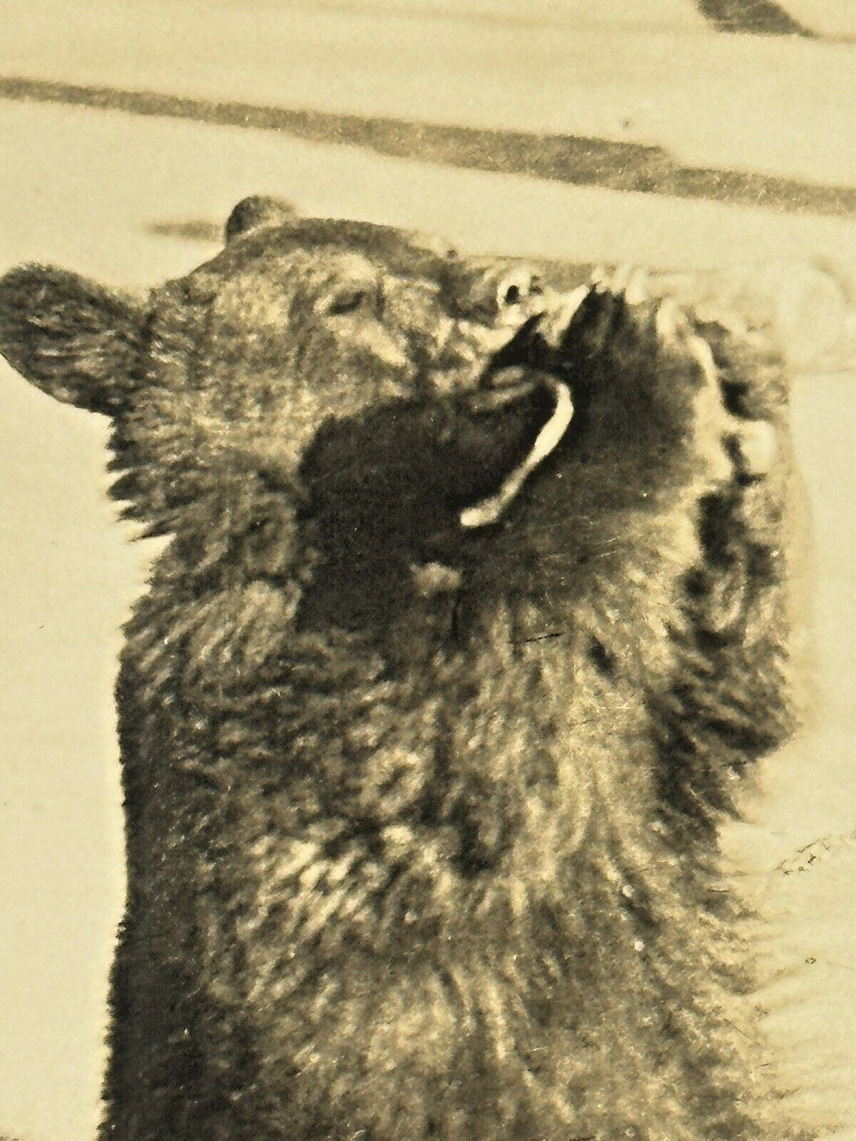 Maine Black Bear Cub Rppc Real Photo Postcard Pet Drinks from Bottle C.1938