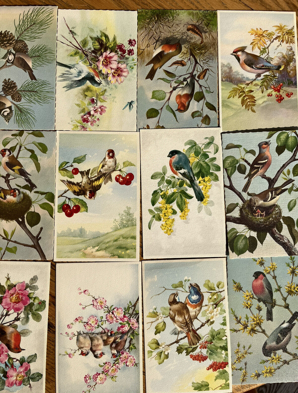 Unused Alfred Mainzer postcard set birds