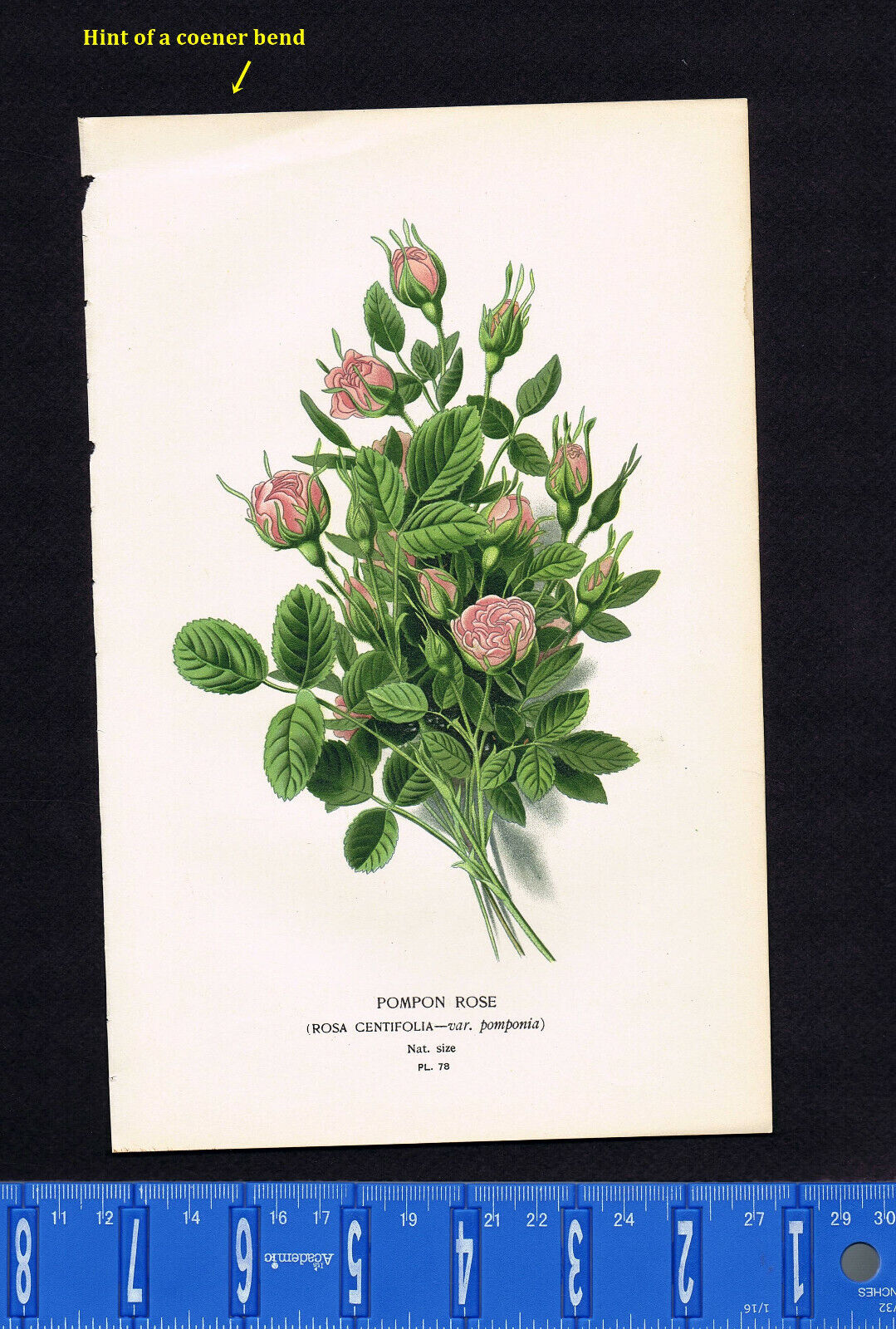 POMPON ROSE - Rosa Centifolia - Edward Step Botanical Lithograph 1896