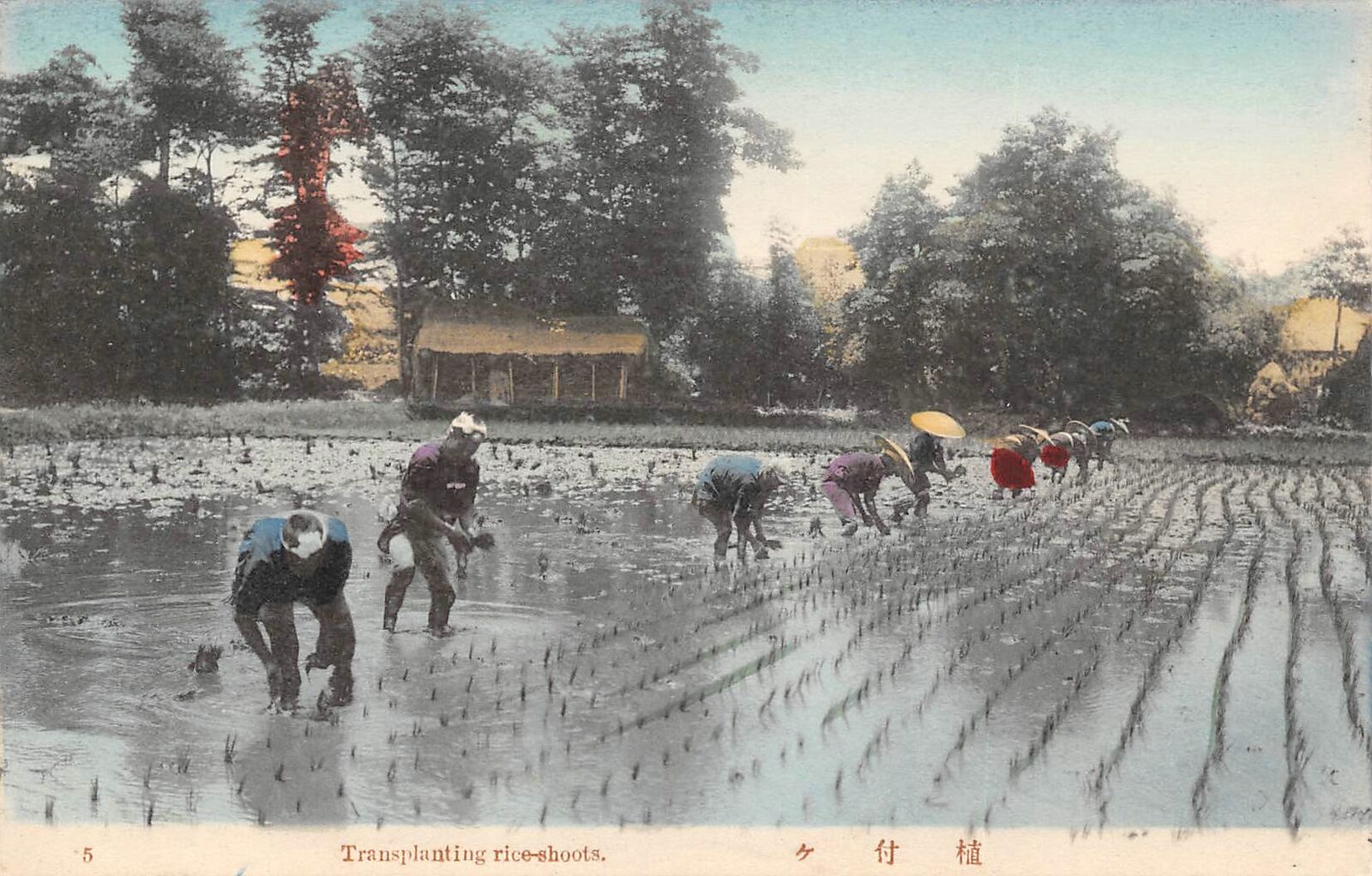 Transplanting Rice Shoots Farmers Farming Japan 1910c postcard