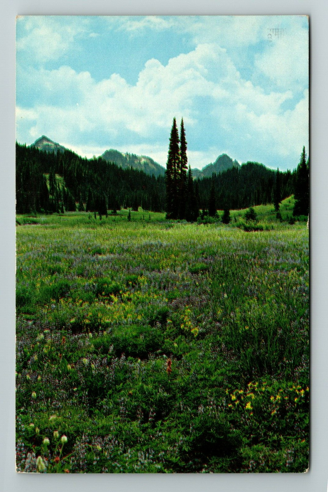 Mt Rainier WA-Washington Alpine Meadows Paradise Valley Vintage Postcard