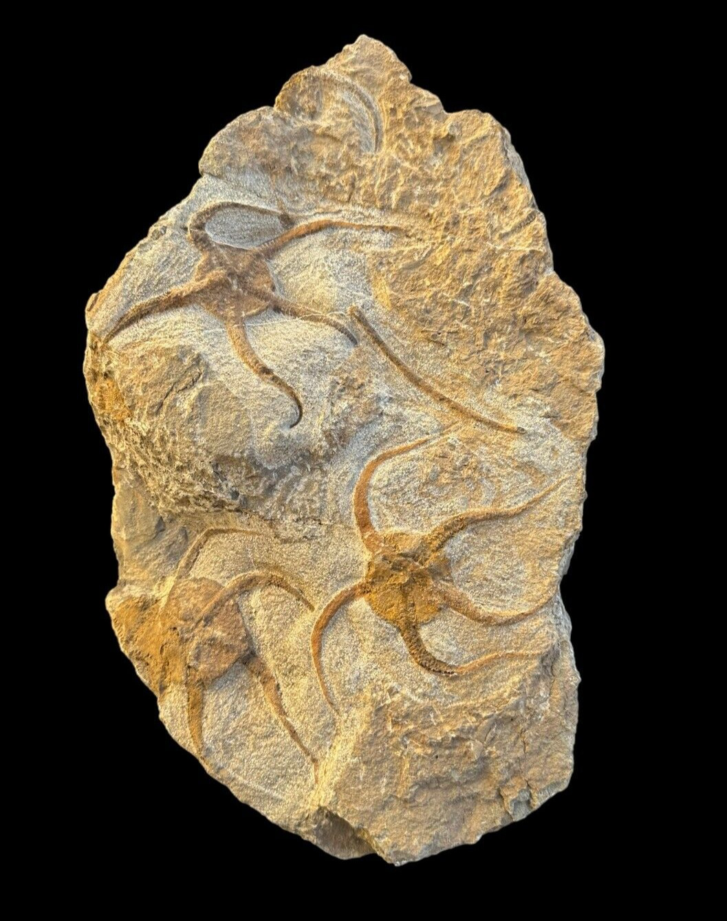 Top quality triple associated starfish Treasure: Authentic (Ordovician488 - 433)