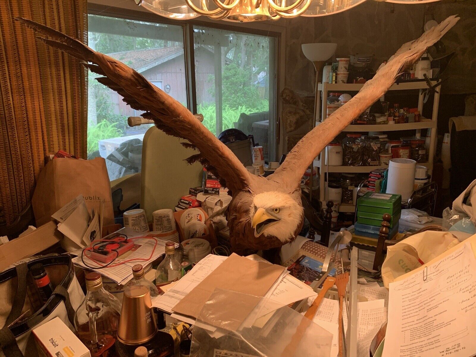 Ray Thomas Fullsize Taxidermy Reproduction Bald Eagle using Chicken/Geese/Turkey