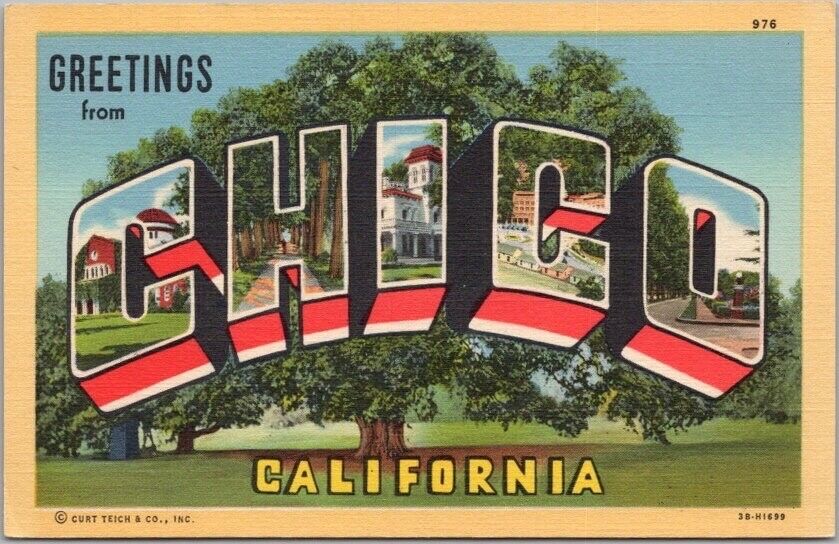 Vintage 1940s CHICO, California Large Letter LINEN Postcard Hooker Oak Tree View