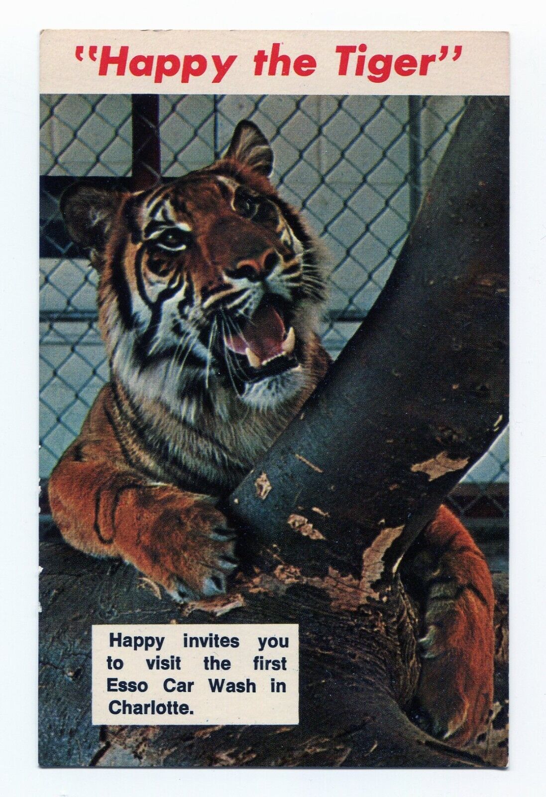 Esso Happy the Tiger Uncirculated Postcard Charlotte NC Car Wash Inauguration
