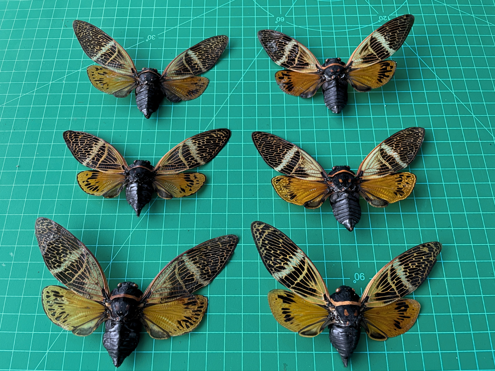 6 Real Cicada Insect Collection Specimen Taxidermy Beetle Gothic Decor