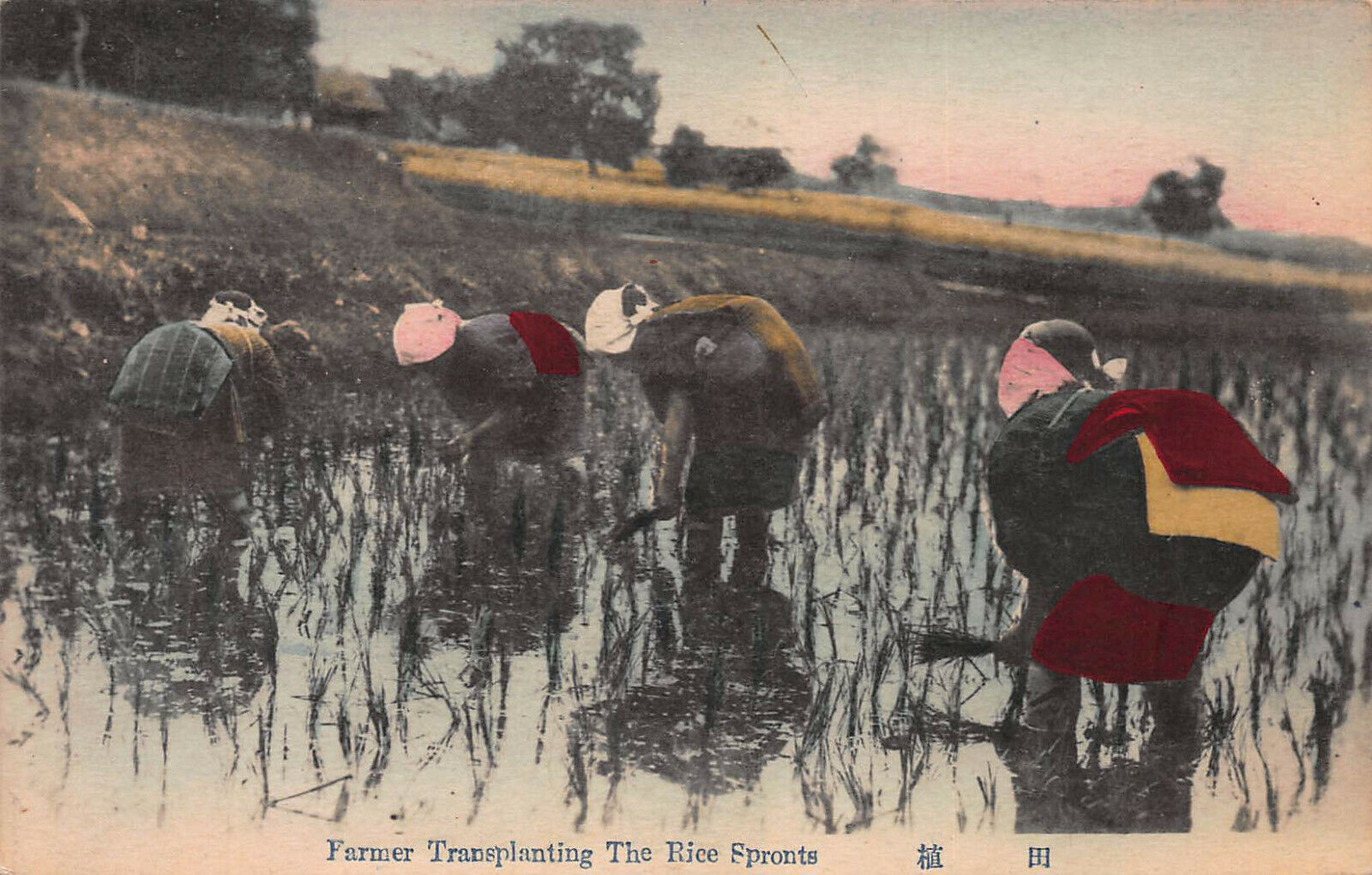 Farmers Transplanting Rice Sprouts, Japan, Early Hand Colored Postcard, Unused