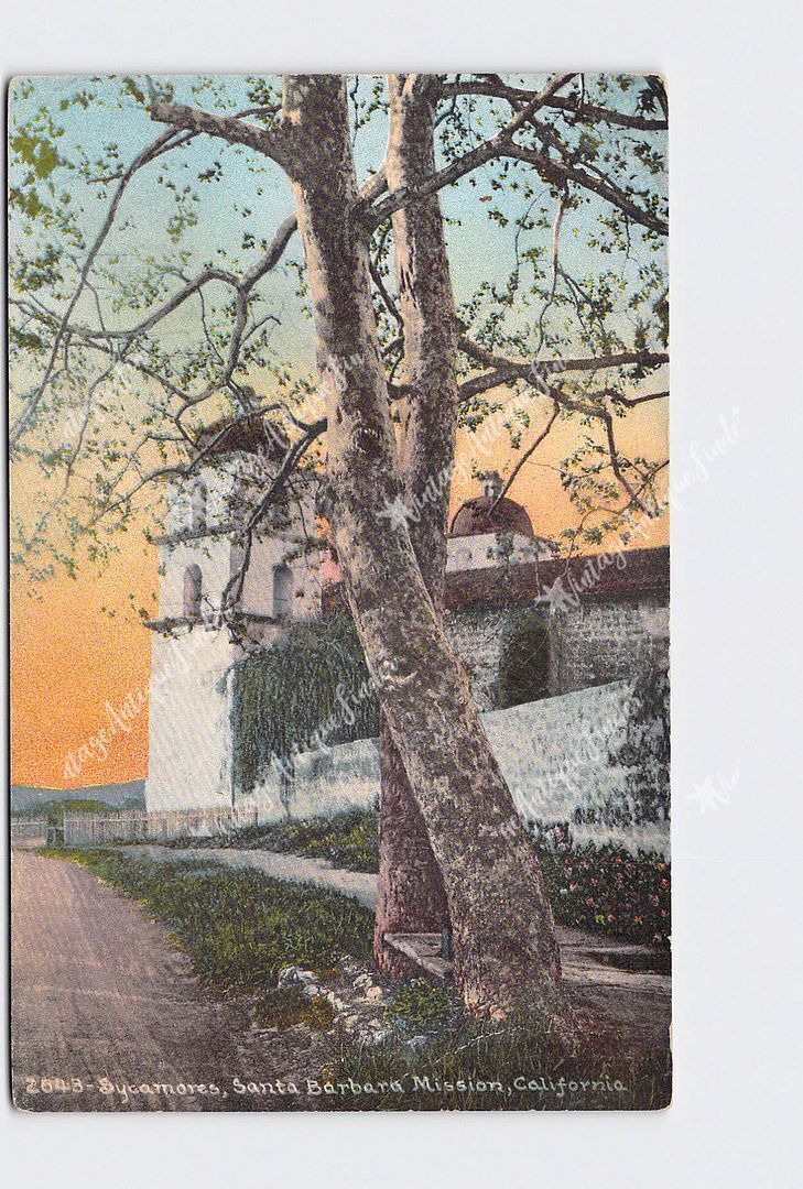 PPC Postcard CA California Santa Barbara Mission Sycamores Scenic View