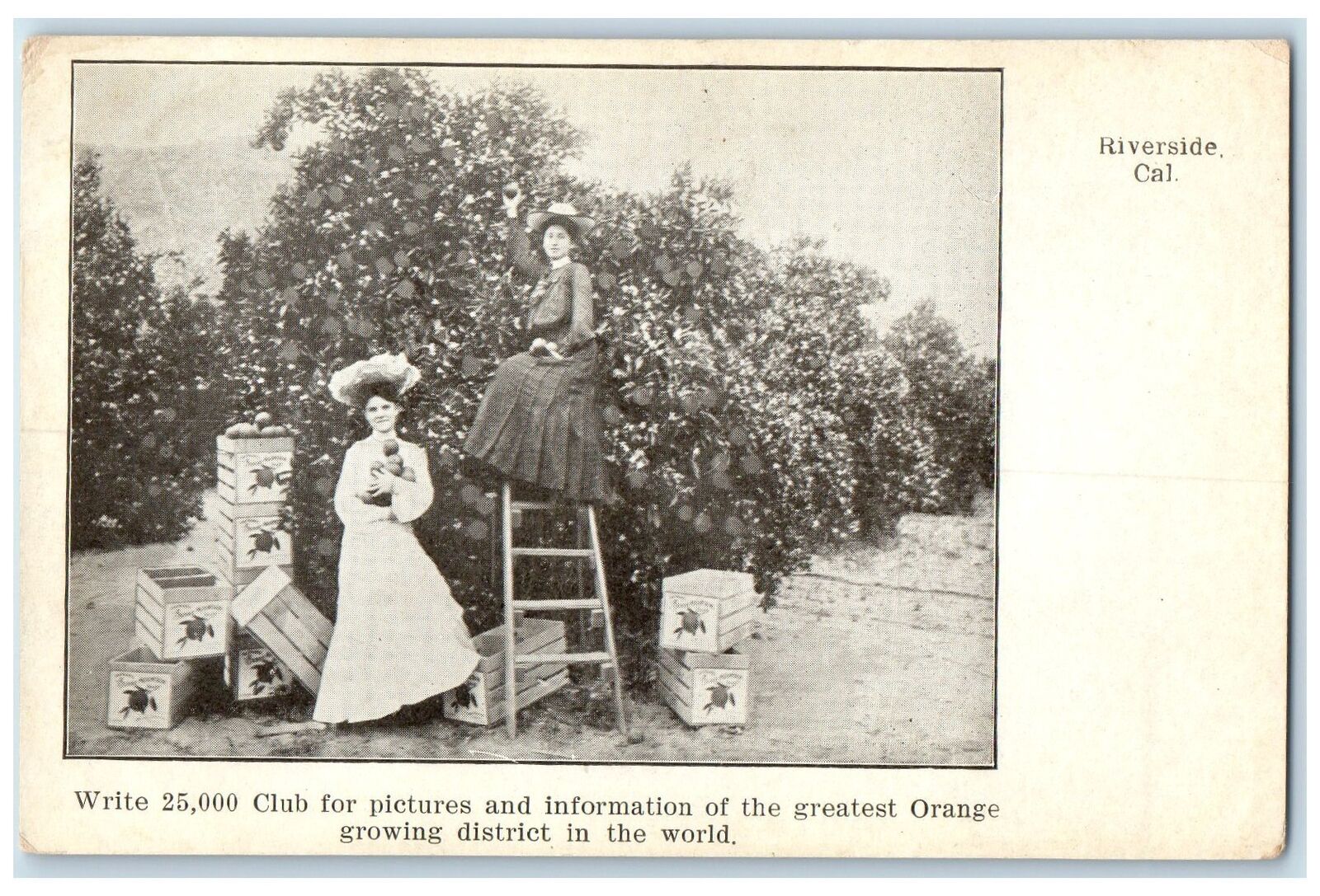 c1905s Greatest Orange Growing District Scene Riverside California CA Postcard
