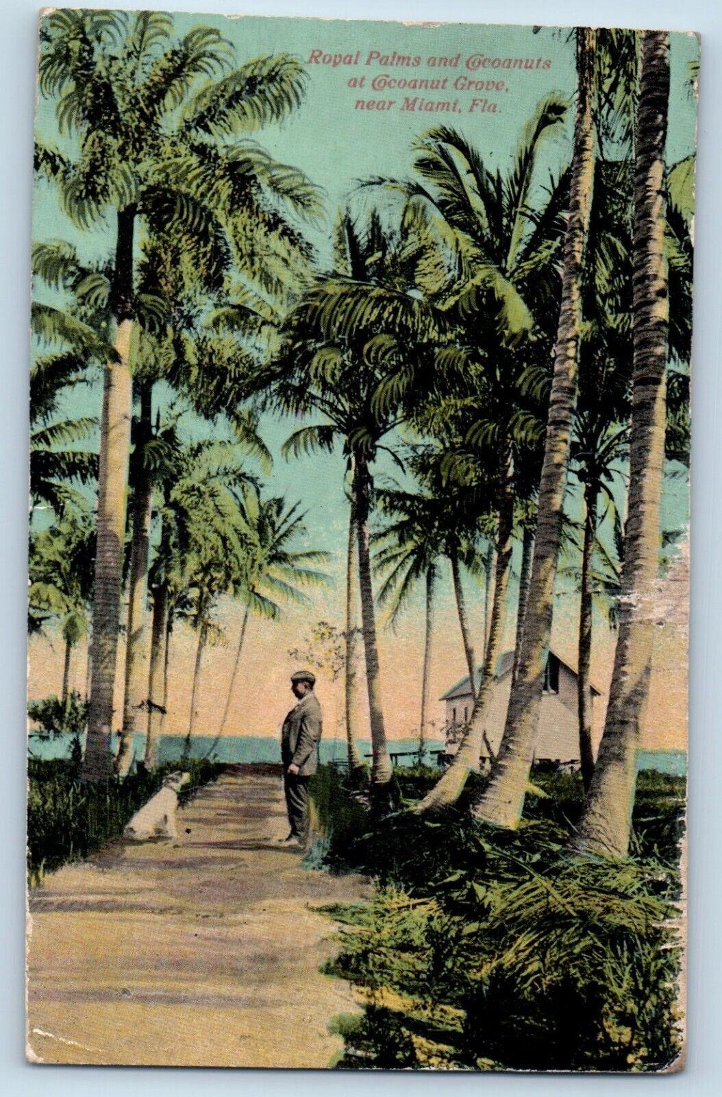 Miami Florida Postcard Royal Palms Cocoanuts Grove Exterior 1913 Vintage Antique