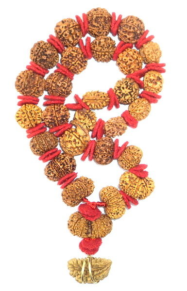 Rudraksha Siddha Mala - Nepal Beads - Collector Size
