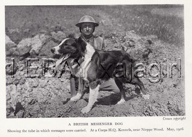 DOG Border Collie Messenger War Dog, 1930s Print