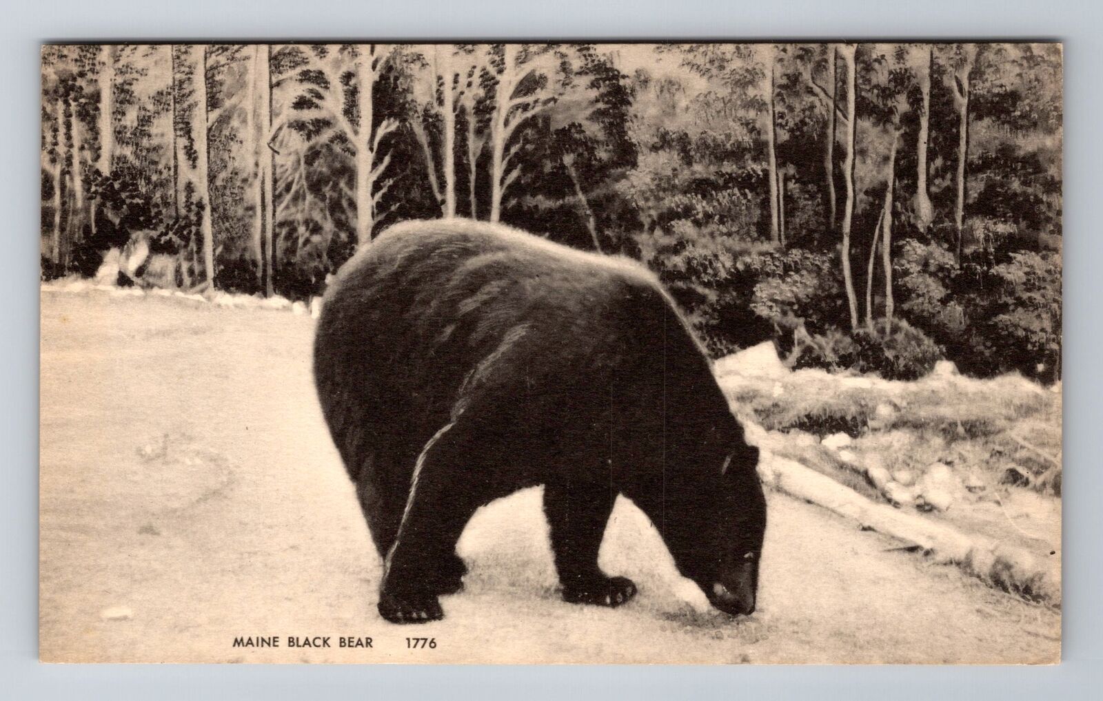 Maine Black Bear, Antique Vintage Souvenir Postcard