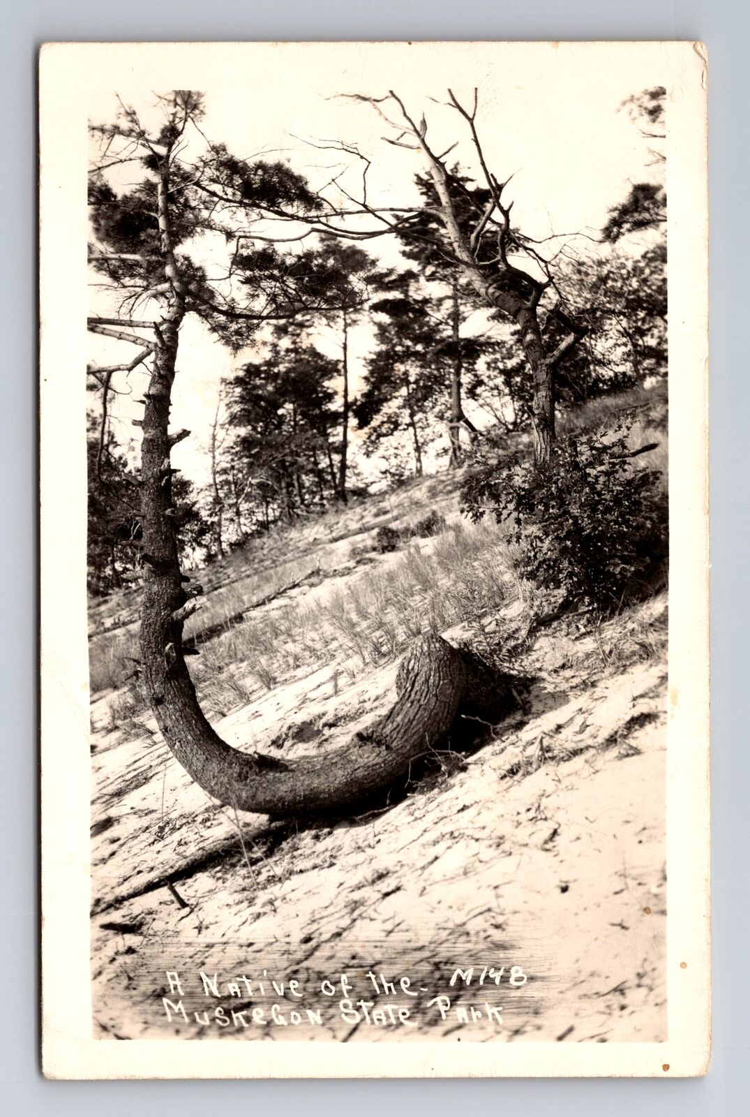 Muskegon State Park MI-Michigan RPPC, A Native Tree, Antique, Vintage Postcard