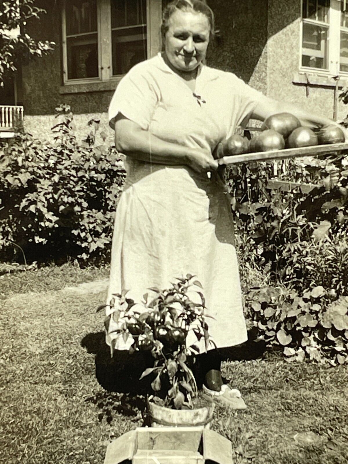 VE Photograph 1930-40's Old Woman Posing With Tomatoes In The Garden 