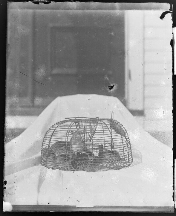 X-24 4x5 Glass Negative  Small ANIMALS Hamsters/Gerbils/Rats?? in CAGE 