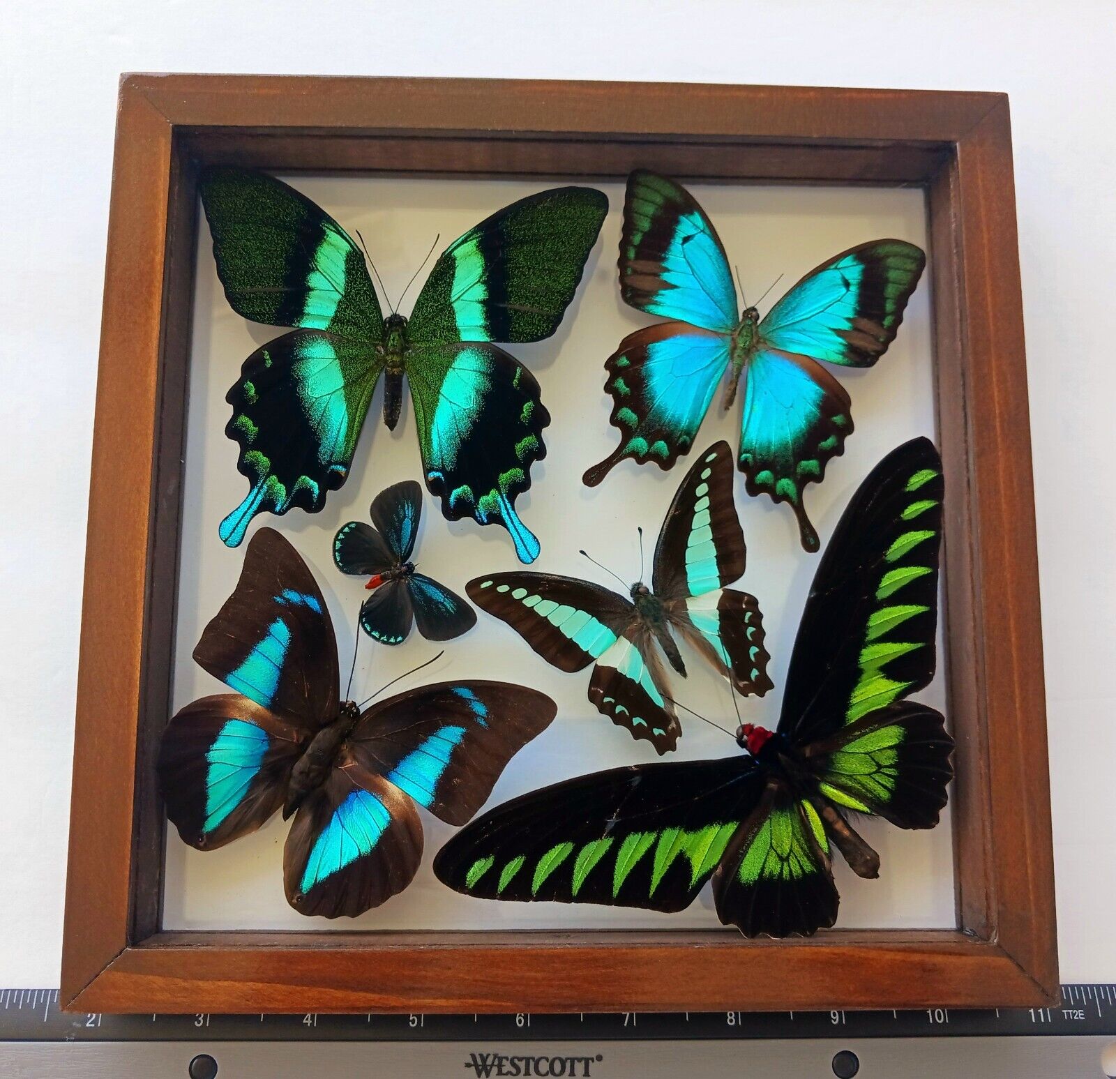 6 REAL BUTTERFLIES AMAZING COLORS MOUNTED WOOD DOUBLE GLASS 8.5