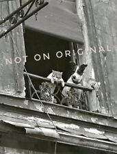 Vintage Old 1920 Photo Reprint of Adorable Cat & Dog Hanging Over a Balcony 🐶🐱 picture