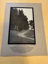 Photogravure Of San Mateo Eucalyptus Trees 1911 picture