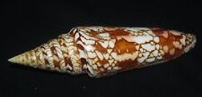 143 mm RARE LARGE Conus Milneedwardsi Cone Seashell GREAT PATTERN #AB4 picture