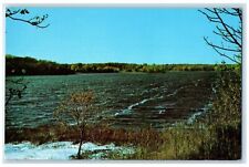 c1960's Point Lake The Scenic Lake Located In Spicer Minnesota MN Trees Postcard picture