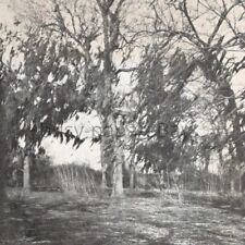 Vintage 1909 Pecan Trees At Garwood Land Texas Postcard Kansas City MO picture