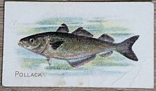 1910 T58 American Tobacco Fish Series Pollack picture