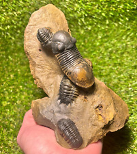 A beautiful stone with several trilobites Crotalocephalus, Paralejurus, Auster. picture