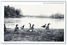 c1960s Blue Lake Reinholds Ducks Scene Pennsylvania PA Unposted Vintage Postcard picture