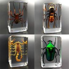 20 Pcs Insect Specimen Bugs in ResinCollection Paperweights ArachnidResinlot picture