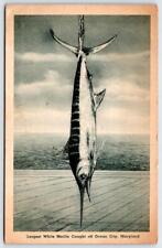 1943 OCEAN CITY MD LARGEST WHITE MARLIN CAUGHT VINTAGE MARYLAND BEACH POSTCARD picture