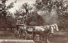 c1910 Spraying Apple Orchard Men Horse Team  Paonia CO P275 picture