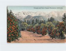 Postcard Oranges & Snow Capped Mountains California USA picture