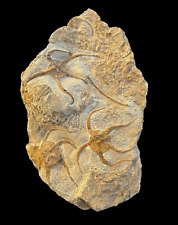 Top quality triple associated starfish Treasure: Authentic (Ordovician488 - 433) picture