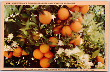 California Oranges Blossoms Waxlike Blooms Fruit Solana Beach Vintage Postcard picture