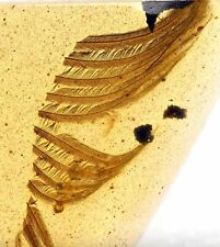 Rare Aves (Bird Feather), Fossil Inclusion in Burmese Amber picture