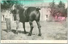 1911 Minneapolis, Minnesota Postcard Horse / Farm Scene 