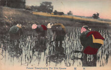 Farmers Transplanting Rice Sprouts, Japan, Early Hand Colored Postcard, Unused picture