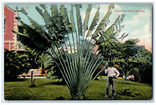 c1910 Man Standing at Travellers Palm Jamaica Antique Unposted Postcard picture