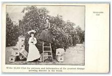 c1905s Greatest Orange Growing District Scene Riverside California CA Postcard picture
