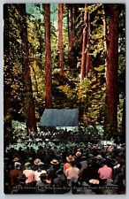 Vintage Postcard CA Russian River Concert Bohemian Grove People Large Trees 1383 picture