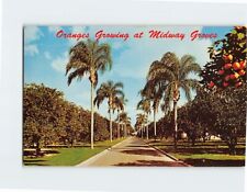 Postcard Oranges Growing at Midway Groves Sarasota Florida USA picture
