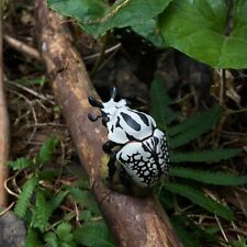 【In-Stock】Animal Heavenly Body Eastern Goliath Beetle orientalis Insect Statue picture