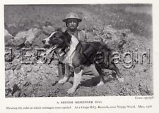 DOG Border Collie Messenger War Dog, 1930s Print picture