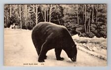 Maine Black Bear, Antique Vintage Souvenir Postcard picture