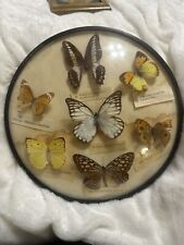 Vintage Taxidermy Entomology Butterfly Round Plate Labeled picture