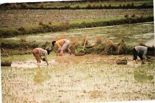 Vintage Postcard 4x6- Some people transplanting rice in a field picture