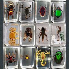 CXUEMH Clear Insect Specimens 12 Pcs Real Animal Specimen Bugs Resin Bug Collect picture